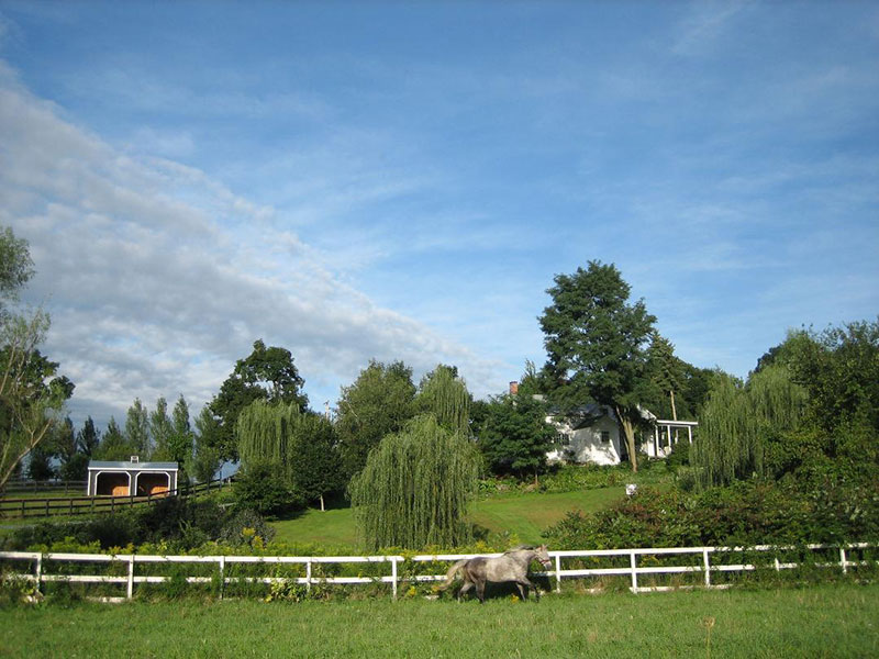 View of house at 68 Fingar Road showing horse running along white fence