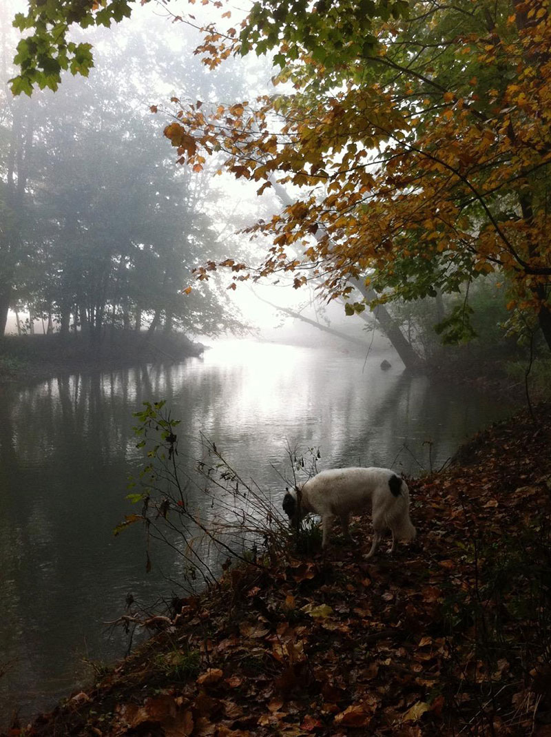 Foggy view along the creek
