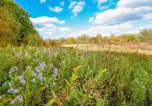 County Route 11, Taghkanic NY Property at County Route 11 in Taghkanic, New York: open fields & woodlands